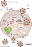 Fig. 3 : Replication cycle of SARS-CoV-2: Virus particles dock onto the cells surface using its spike protein. The virus injects the mRNA, which will be transported to the ribosomes. There, virus proteins will be produced and will form new viruses.